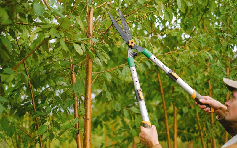 Tree trimming in Butte Falls, OR